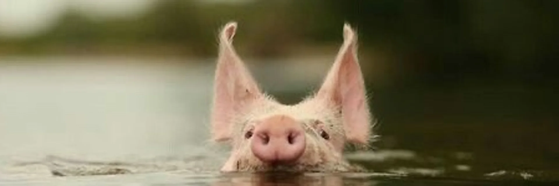 Вы точно этого не видели banner