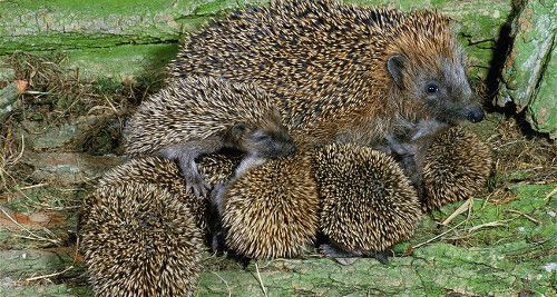 мать ежовая.jpg