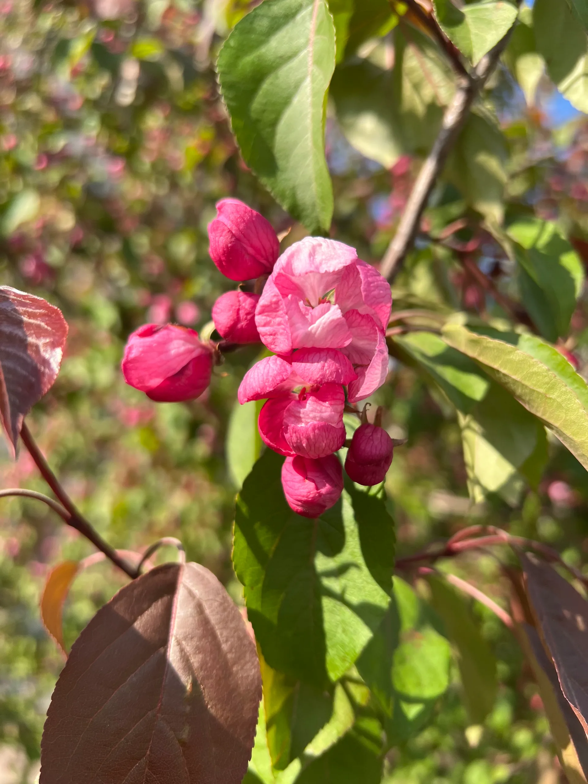 IMG_6982.jpeg