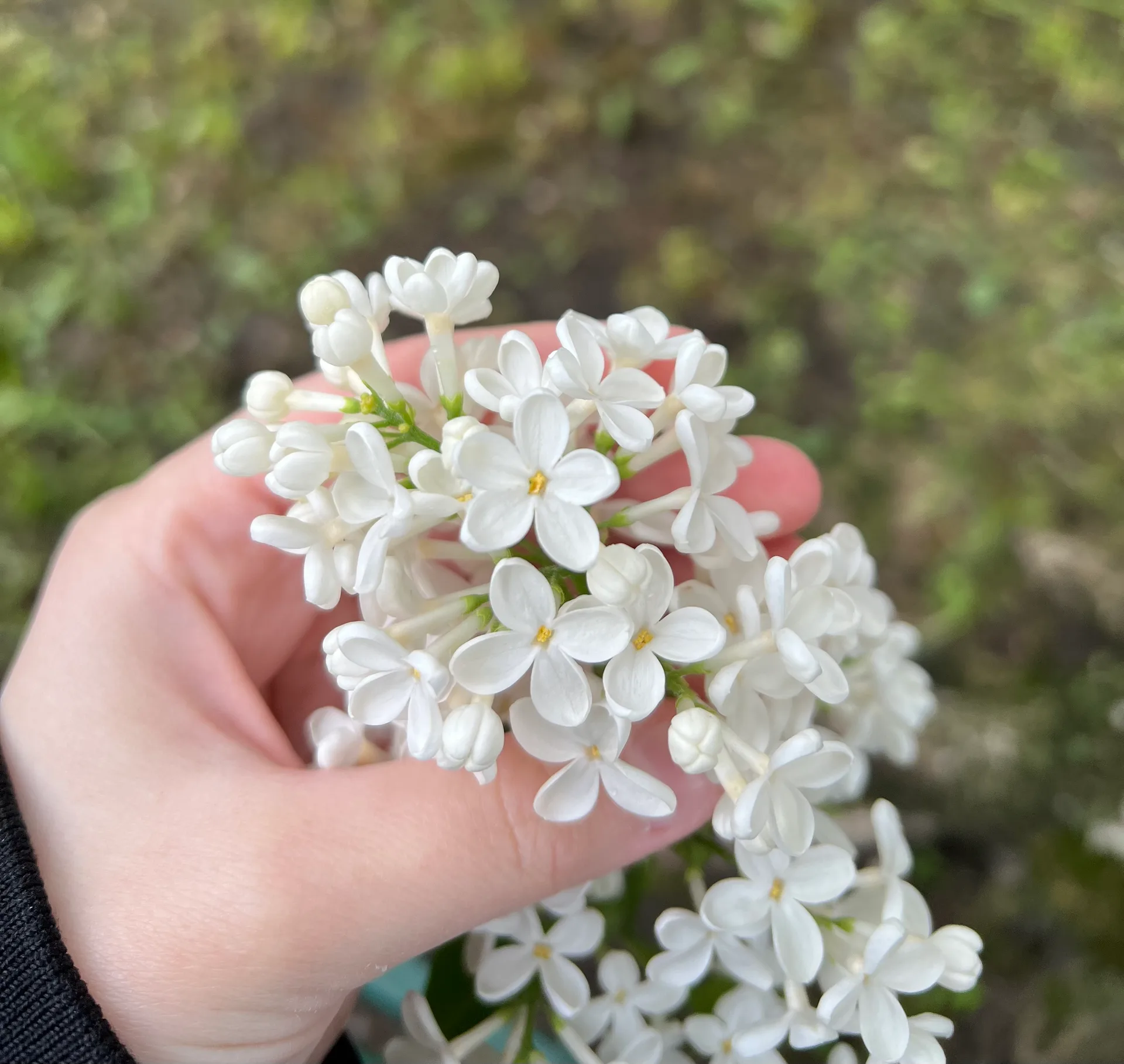 IMG_7620.jpeg